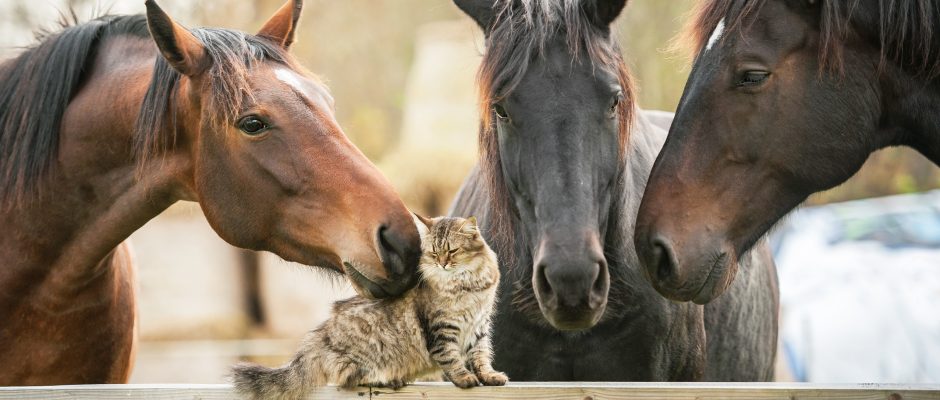 Three horses and cat Three horses and cat